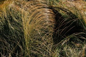 TUSSOCK